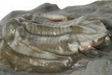 Basseiarges Trilobite - Jorf, Morocco #362811-2